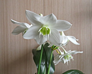 Eucharis or Amazonian Lily - a beautiful home flower