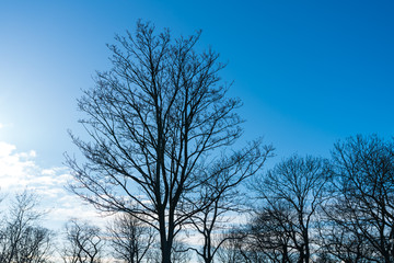 tree in the middle of winter, with no leaves on its branches