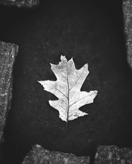 oak leaf lies on the pavement, black and white photo, autumn