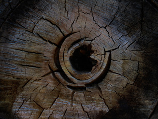 Cross section of a rotten stump or log. Wood grunge background. Hole and cracks in the cross section of an old dry stump.