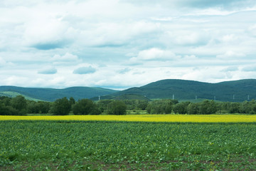 landscape of yellow rape flowers and green hills in Hulunbuir