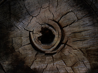 Cross section of a rotten stump or log. Wood grunge background. Hole and cracks in the cross...