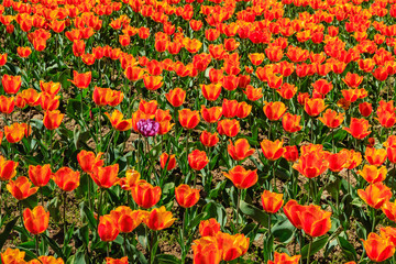 Bright flowerbed with orange-red tulips