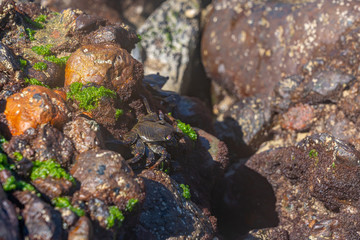 Crab on the rocks on the island of Gran Canaria in Spain
