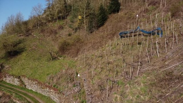 Moseltal bei Valwig, Weinberge, Beobachtungsgebiet Apolloweg