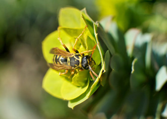 wasp of the garden on a yellow wild flower, macro, selective focus on head