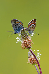 Silver-Studded Blue Butterflies, taken in Bosnia-Herzegovina