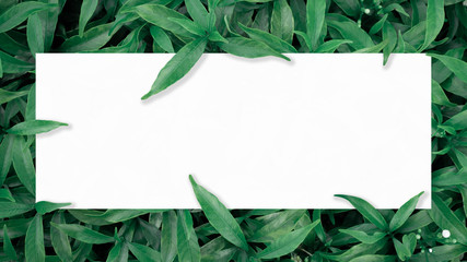 green leaf background