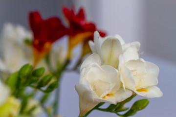 Freesia flowering plants in spring natural light