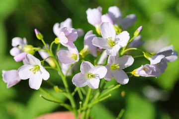 Beautiful blooming cuckoo flower in sunny April