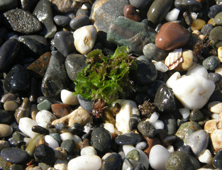 pebbles and water plant on the beach