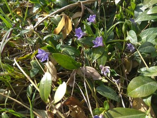 Beautiful purple flowers of vinca on background of green leaves. Vinca minor small periwinkle,...