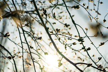 Branches of trees at the beginning of spring.