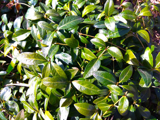 Green dwarf periwinkle Vinca minor background. periwinkle in warm sunlight.