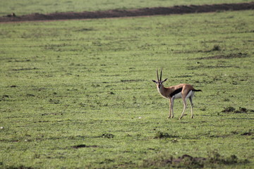 einsame Gazelle