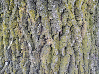 Old Wood Tree Texture Background Pattern