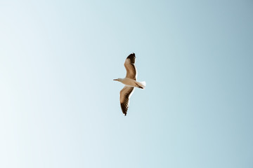 Seagull in the sky