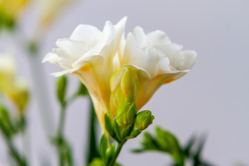 Freesia flowering plants in spring natural light