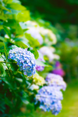 鮮やかな紫陽花