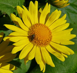 Doronicum - the perfect plant for the spring garden