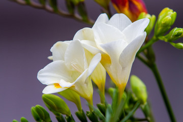 Freesia flowering plants in spring natural light