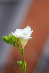 Freesia flowering plants in spring natural light