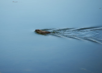 Eine junge Wasserratte ( Nutria) schwimmt.