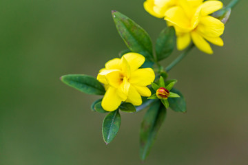 yellow spring flowers against a blurred background. Spring blooming tree