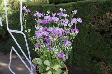 Flowers in the garden 