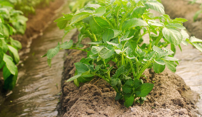 Irrigation and growing young potatoes in the field. Watering of agricultural crops. Farming and agriculture. Countryside. Close-up. Selective focus