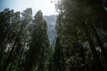 Obraz premium Forests of Yosemite National Park