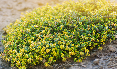 Yellow bush of lemon thyme. Thymus citriodorus. Perennial herb with a characteristic lemon scent of leaves. Soft selective focus.