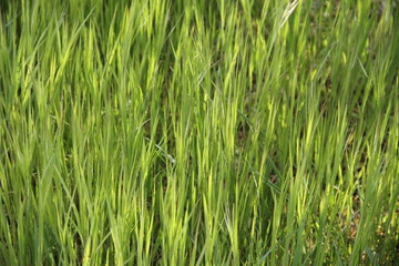 Green grass farmland in the wind