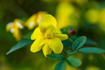 yellow spring flowers against a blurred background. Spring blooming tree