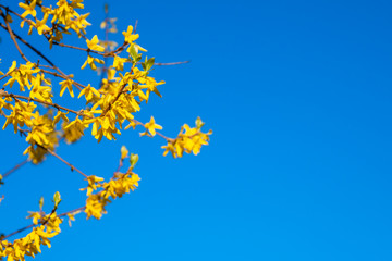 Blossoming forsythia in the park under blue sky, spring flowers