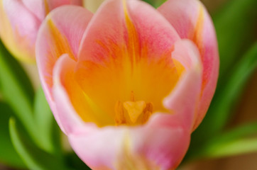 Tulip flower.