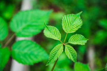 Blackberry plant in the garden. Selective focus.
