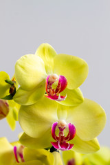 Orchid flowers in natural light