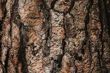 Bark of a tree