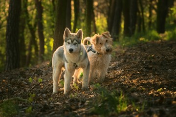 Naklejka na ściany i meble Siberian Husky and Fox Terrier on a walk in the woods