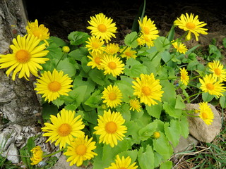 Doronicum - the perfect plant for the spring garden