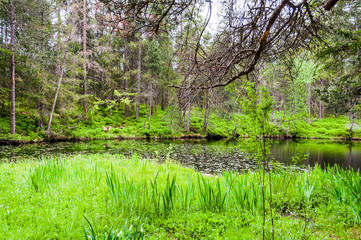 étang de la gruère, la gruère, see, moorsee, moor, weiher, hochmoor, wanderweg, spazierweg, Wald, Waldweg, Wasserpflanzen, torfmoos, jura, Naturschutz, frühling, sommer, schweiz