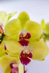 Naklejka na ściany i meble Orchid flowers in natural light