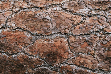 Bark of a pine tree