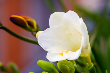 Freesia flowering plants in spring natural light