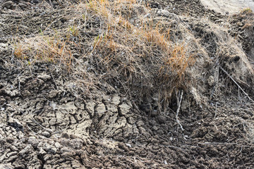 the ground squirrel