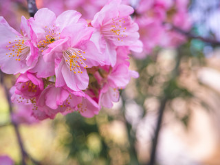 pink sakura cherry blossoming on branch.beautiful flower in asia.