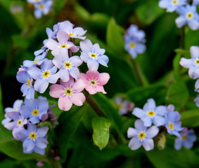 Blue forget-me-not flowers close up