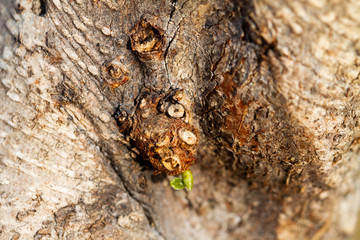 Nature rebirth image with small new leaves on ficus