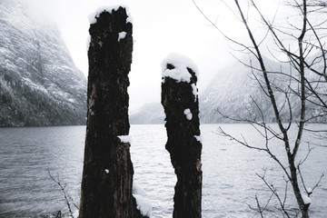 winter landscape with the lake view and old tree